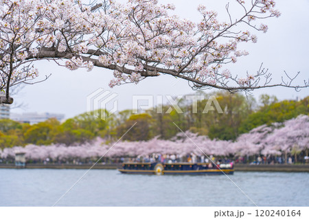 大川沿いの桜並木【桜之宮公園】 120240164