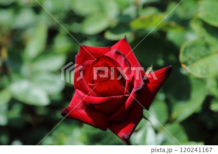 荒尾市 おもやい市民花壇 バラの花、 荒尾市 おもやい市民花壇 バラの花、 120241167