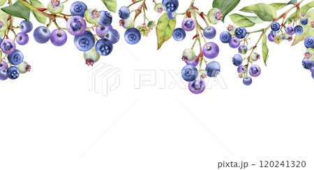 Blueberry blackberry with green leaves, hand drawn in watercolor, forest berry in group clusters on branches. Seamless banner garland illustration, for restaurant, cafe menu, wedding, farmers market 120241320