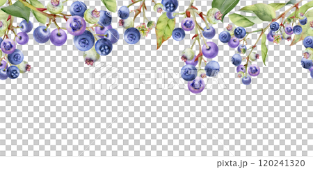 Blueberry blackberry with green leaves, hand drawn in watercolor, forest berry in group clusters on branches. Seamless banner garland illustration, for restaurant, cafe menu, wedding, farmers market 120241320