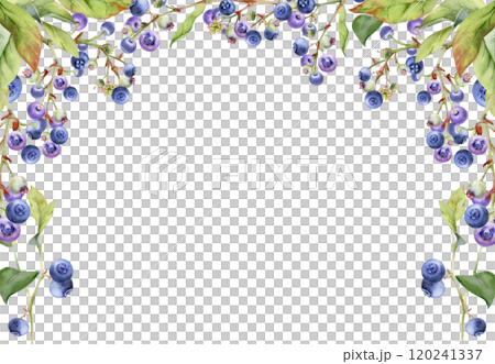 Blueberry blackberry cluster with green leaves on branch, hand drawn in watercolor, ripe forest berry. Isolated corner frame botanical illustration for restaurant, cafe menu, wedding, farmers market Blueberry blackberry cluster with green leaves on branch, hand drawn in watercolor, ripe forest berry. Isolated corner frame botanical illustration for restaurant, cafe menu, wedding, farmers market 120241337