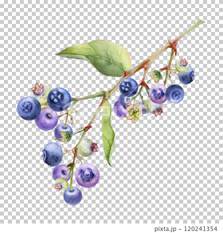 Blueberry blackberry with green leaves on branch, hand drawn in watercolor, cluster group ripe forest berry. Isolated botanical illustration, for restaurant, dessert cafe menu, wedding, farmers market 120241354