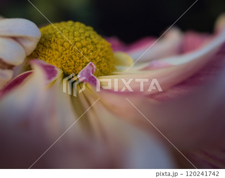 11月に咲いたキクの花「藤姫御殿(フジヒメゴテン)」 11月に咲いたキクの花「藤姫御殿(フジヒメゴテン)」 120241742
