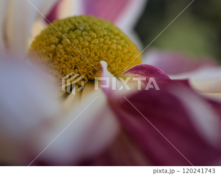 11月に咲いたキクの花「藤姫御殿(フジヒメゴテン)」 11月に咲いたキクの花「藤姫御殿(フジヒメゴテン)」 120241743