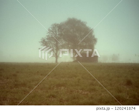tree in the fog tree in the fog 120241874