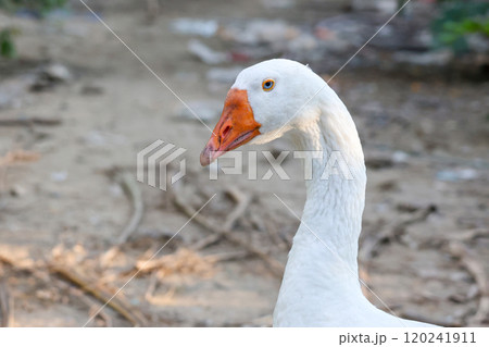 Close up head White goose in garden 120241911