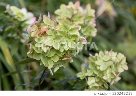 Beautiful flower of the paniculate hydrangea Metallica 120242215