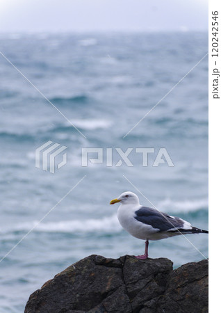 岩礁で休むウミネコ 120242546