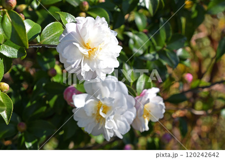 サザンカ（山茶花） 120242642