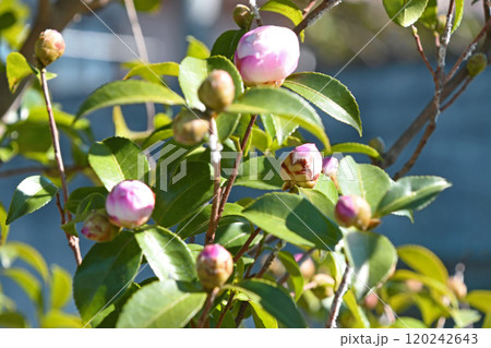 サザンカのうすピンクのつぼみ 120242643