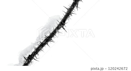 Dry prickly branch of a dog rose bush with snow on it isolated on white Dry prickly branch of a dog rose bush with snow on it isolated on white 120242672