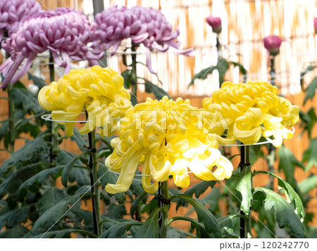 菊の3本仕立て 120242770