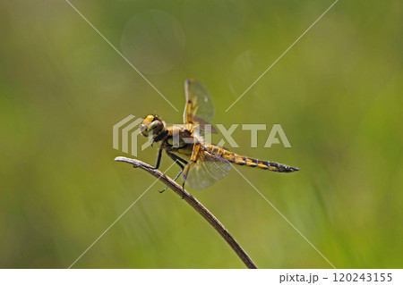 ヨツボシトンボの♂ Libellula quadrimaculata 120243155