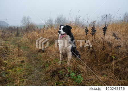 Pet activity. Cute puppy dog border collie sitting in autumn park forest outdoor. Pet dog on walking in foggy autumn fall day. Dog walking. Hello Autumn cold weather concept 120243156