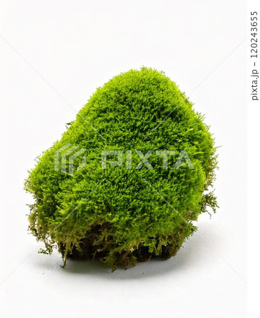 Vibrant green moss clump isolated on a white background for nature-themed designs. 120243655