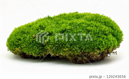 Vibrant green moss on a white background, symbolizing nature's beauty and tranquility. 120243656