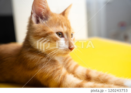 Ginger tabby little kitten look away. Sitting posing. Beautiful orange kitten portrait. Domestic animal Ginger tabby little kitten look away. Sitting posing. Beautiful orange kitten portrait. Domestic animal 120243753