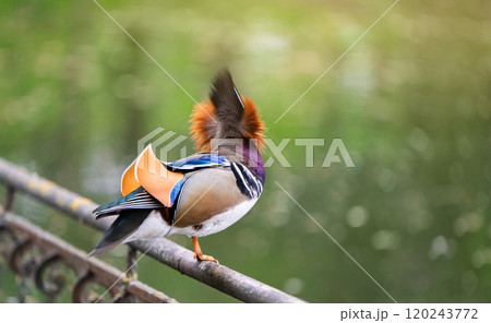 A beautiful male mandarin duck stands on a fence near the lake. Close-up photo. Nature and wild birds 120243772