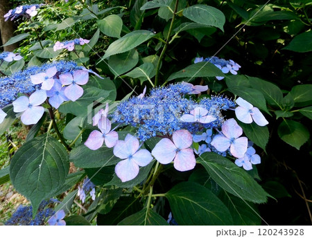 京都　梅宮大社　アジサイ 120243928