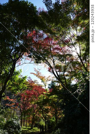 丹沢湖と周辺 120243938