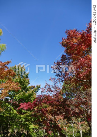 丹沢湖と周辺 120243942