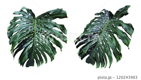 Monstera deliciosa or Swiss cheese plant isolated on white background with clipping path 120243983