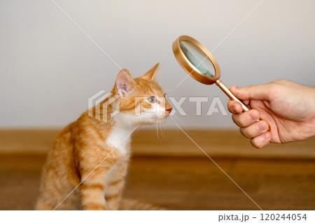 The owner looks at his orange cat through a magnifying glass. Self-examination of your pet for fleas and diseases. Tabby ginger kitten. Diagnostics 120244054