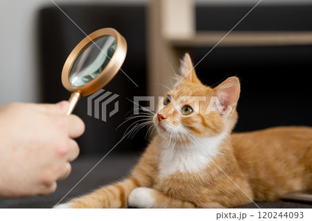 The owner looks at his orange cat through a magnifying glass. Self-examination of your pet for fleas and diseases. Tabby ginger kitten. Diagnostics 120244093