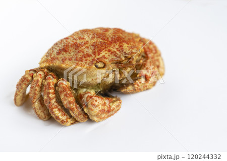 トゲクリガニ トゲクリガニ 120244332