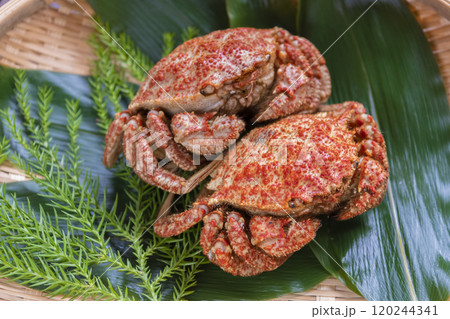 ザルに盛られたトゲクリガニ 120244341