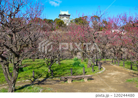 大阪城公園　梅林 120244480