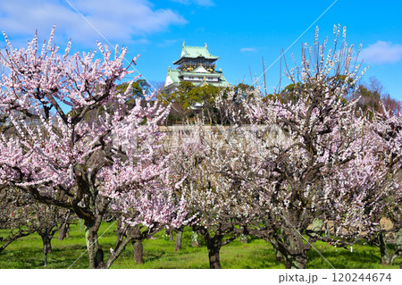 大阪城公園　梅林 120244674