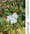 Photo of magnolia flower close-up 120244733