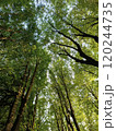 photo from below The canopy of green forest trees reaches up to the sky during the day, sunlight filtering through the leaves 120244735