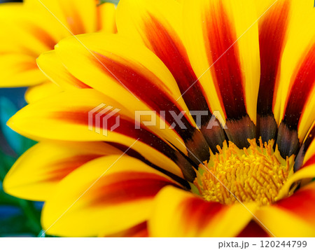 蛇の目勲章菊のマクロ 蛇の目勲章菊のマクロ 120244799