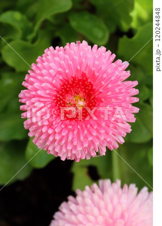 Beautiful garden daisy in blossom Beautiful garden daisy in blossom 120244848