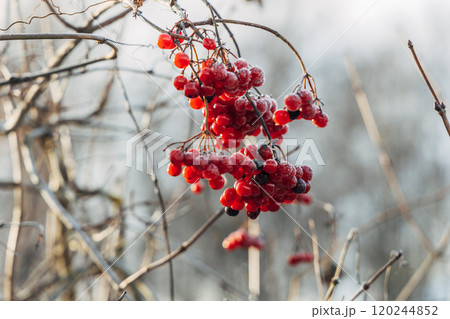 Viburnum branches with red berries on a gray autumn blurred background Viburnum branches with red berries on a gray autumn blurred background 120244852
