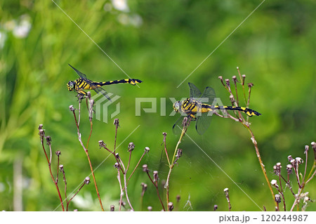 ウチワヤンマのメス達 Sinictinogomphus clavatus ウチワヤンマのメス達 Sinictinogomphus clavatus 120244987
