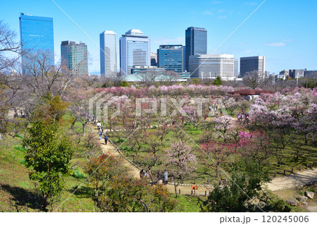 大阪城公園　梅林 120245006