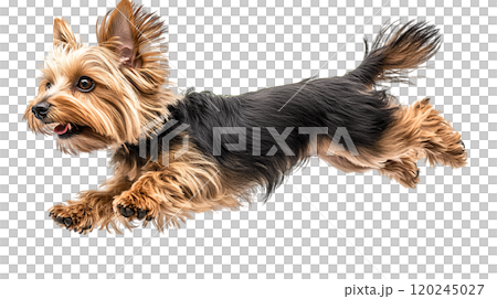 A Yorkshire Terrier jumps joyfully in a bright indoor setting, showcasing its playful spirit and long, shiny fur 120245027
