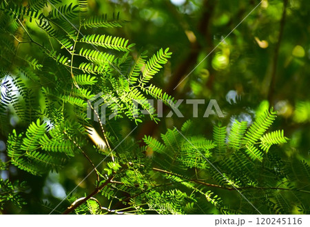木洩れ日で光るギンネムの葉 120245116
