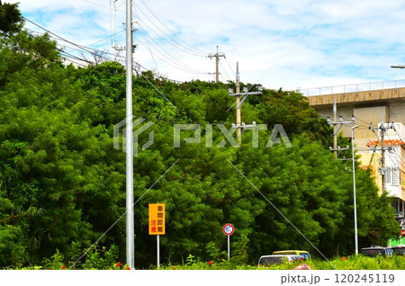 ギンネムの群生する道は沖縄ライカムへ続く 120245119