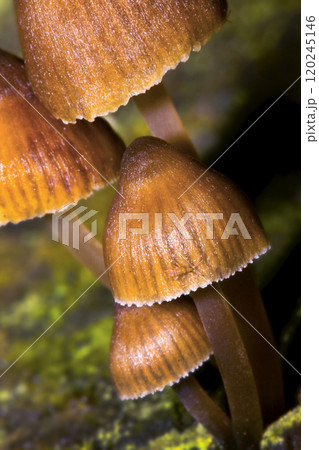 Wild Mushroom, Sierra de Guadarrama National Park, Spain 120245146