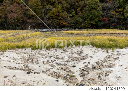 豪雨災害で土砂が流れ込んだ秋の水田 120245209