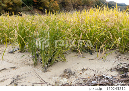 豪雨災害で土砂が流れ込んだ秋の水田 120245212