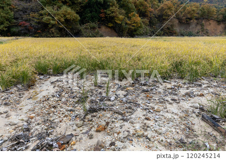 豪雨災害で土砂が流れ込んだ秋の水田 120245214