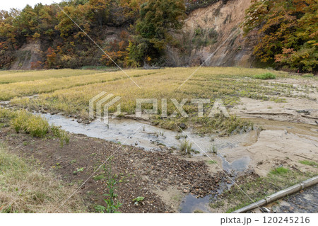 豪雨災害で土砂が流れ込んだ秋の水田 120245216