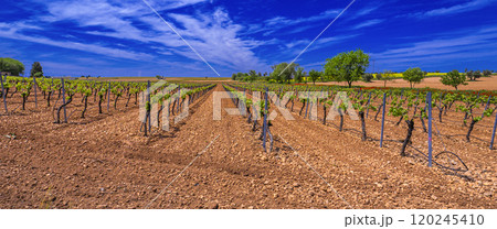 Valdepenas Vineyards, Spain 120245410