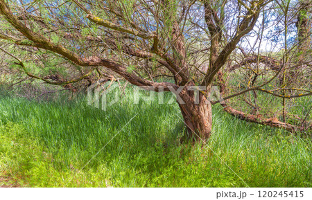 Tamarisk, Tablas de Daimiel National Park, Spain 120245415
