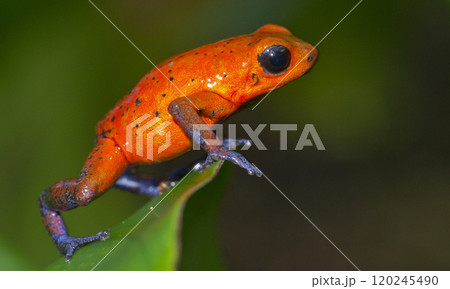 Dart Poison Frog, Costa Rica Dart Poison Frog, Costa Rica 120245490